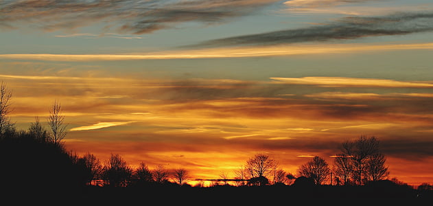 silhouette of trees during golden hour thumbnail