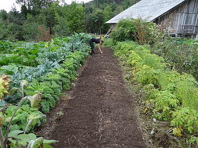 person digging on soil beside potted vegetable during daytime thumbnail