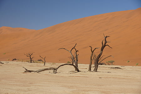 close-up photography of bare tree on sand dune thumbnail