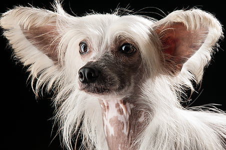 adult white Chinese crested thumbnail
