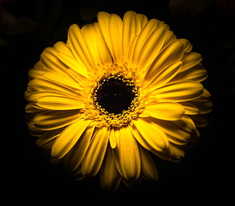 close-up photography of yellow flower thumbnail