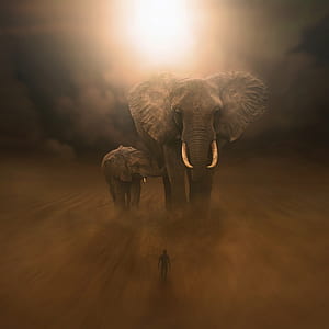two gray elephants thumbnail