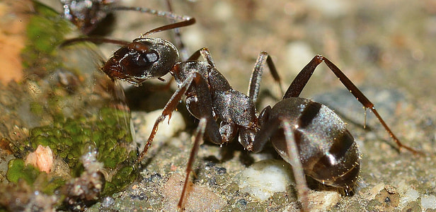 macro photography of garden ant thumbnail