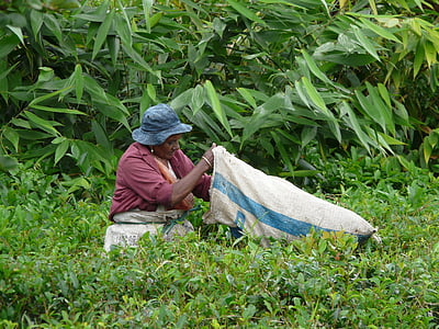 woman holding sack surrounded by green leafed plant thumbnail