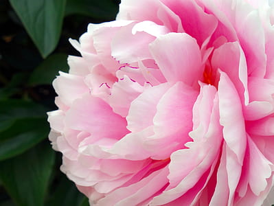 closeup photo of pink peony flower thumbnail