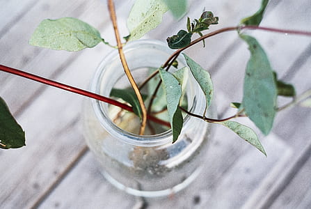 green plant on clear glass jar thumbnail