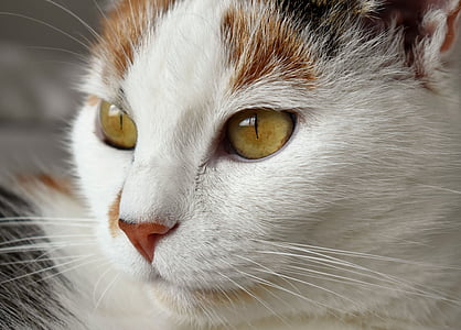 selective focus photo of white and brown cat thumbnail