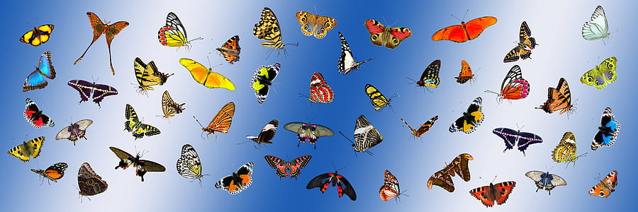 assorted butterflies in blue background thumbnail