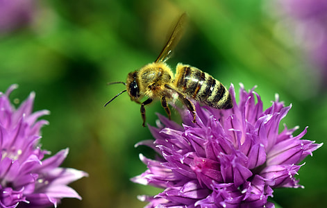 closeup photography of Honey Bee on purple flowers during daytime thumbnail