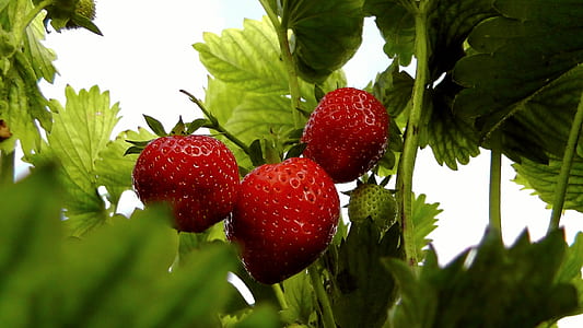 three red strawberries thumbnail