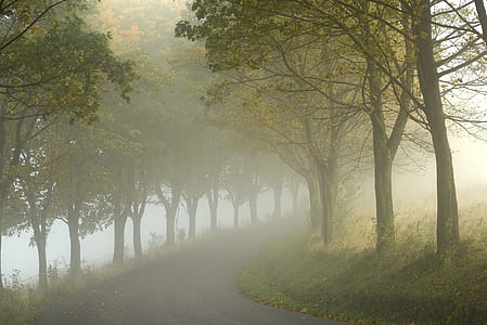 black pathway with fog between trees thumbnail