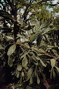 Tropical Botanical Garden in Belem, Lisbon, Portugal thumbnail