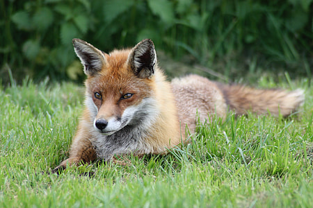 closeup photo of fox laying on green grass thumbnail
