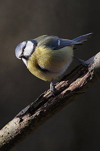 shallow focus photography of yellow and gray bird on tree branch thumbnail