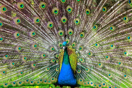 peacock wallpaper thumbnail
