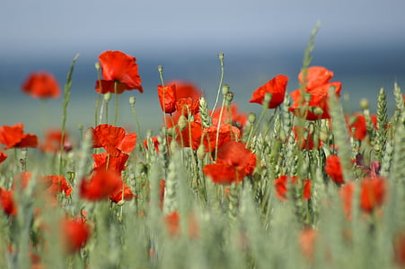focus photo of red petaled flowers thumbnail