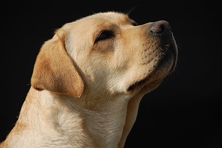 adult yellow Labrador retriever sitting on ground thumbnail