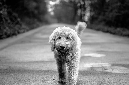 long coated dog walking on road during daytime in greyscale photography thumbnail