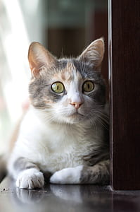 short-fur gray, orange, and white cat sitting on surface thumbnail