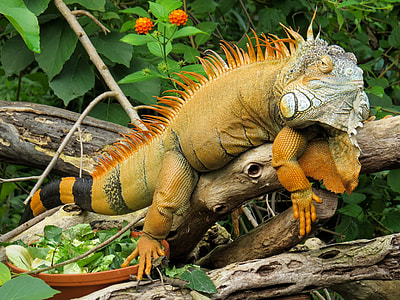 brown and yellow lizard on brown log thumbnail