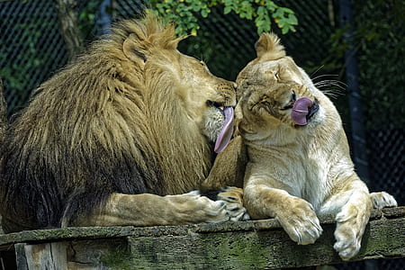 Lion and Lioness prawn lying on brown wooden dock during datime thumbnail
