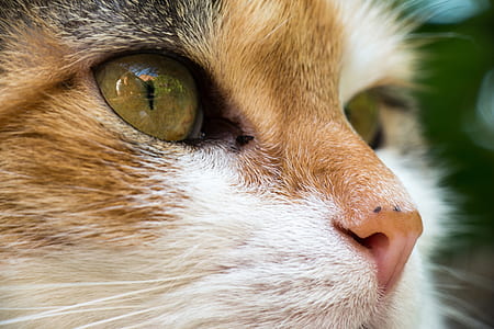 white and orange cat close-up phot thumbnail