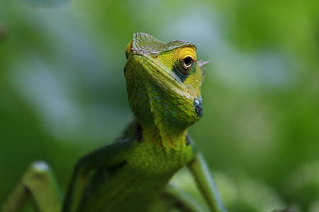 focus photo of green and yellow lizard thumbnail