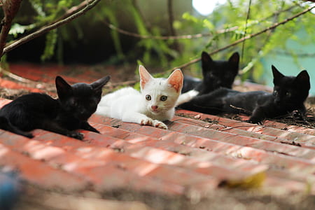 four kittens thumbnail