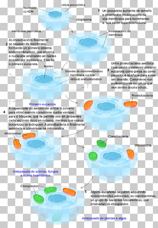 13 endosymbiont png cliparts for free download uihere
