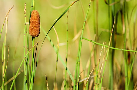 shallow focus photography of green grass thumbnail
