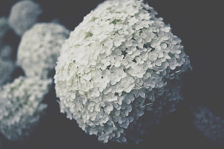 closeup photography of white hydrangea flowers thumbnail