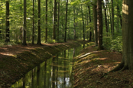 river in forest thumbnail