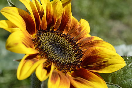 closeup photo of sunflower thumbnail