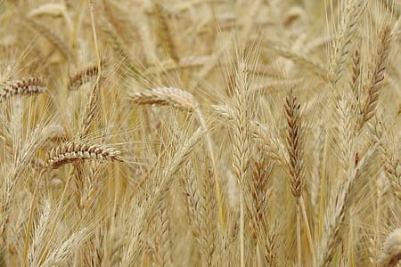 close-up photo of wheat thumbnail