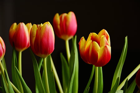shallow photography of red flowers thumbnail