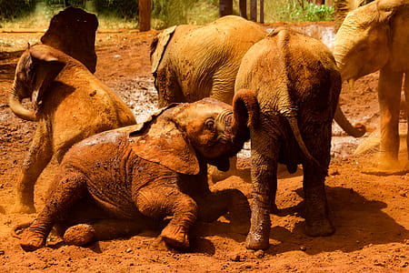 three elephants on brown soil thumbnail