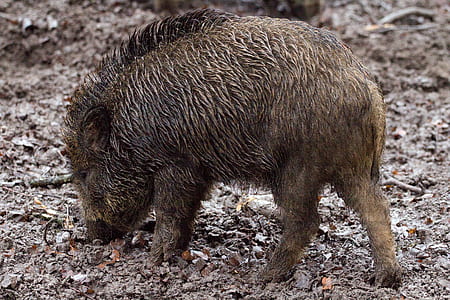 brown boar thumbnail