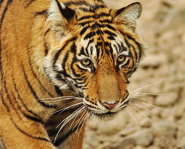 brown, white, and black tiger thumbnail