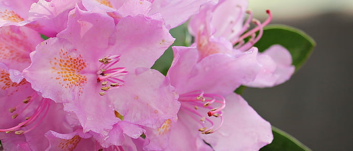 selective focus photography if pink flower thumbnail