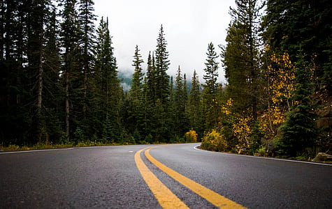 Gray and Yellow Road Between Forest thumbnail