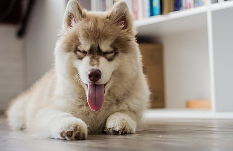 White Short Coat Dog Beside White Shelf thumbnail