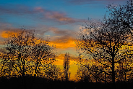 trees during sunset thumbnail