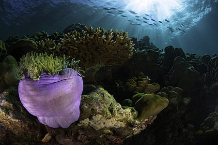 purple and green underwater sea plant thumbnail