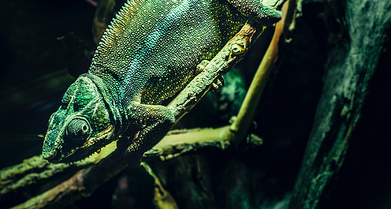 chameleon on branch thumbnail