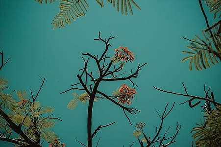 Red Flowering Tree thumbnail