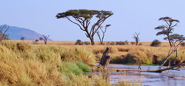 brown grass field during daytime thumbnail