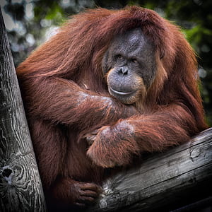 orangutan on brown tree thumbnail