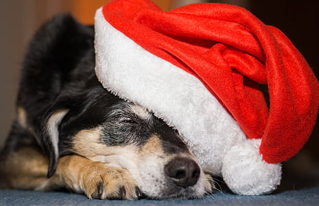 selective focus photography of sleeping dog with santa hat thumbnail