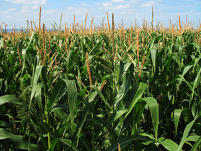 green corn fields thumbnail