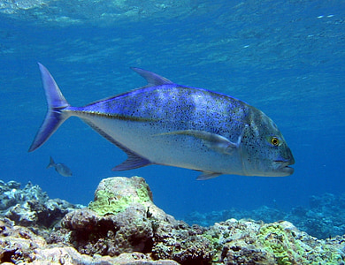 gray fish underwater at daytime thumbnail